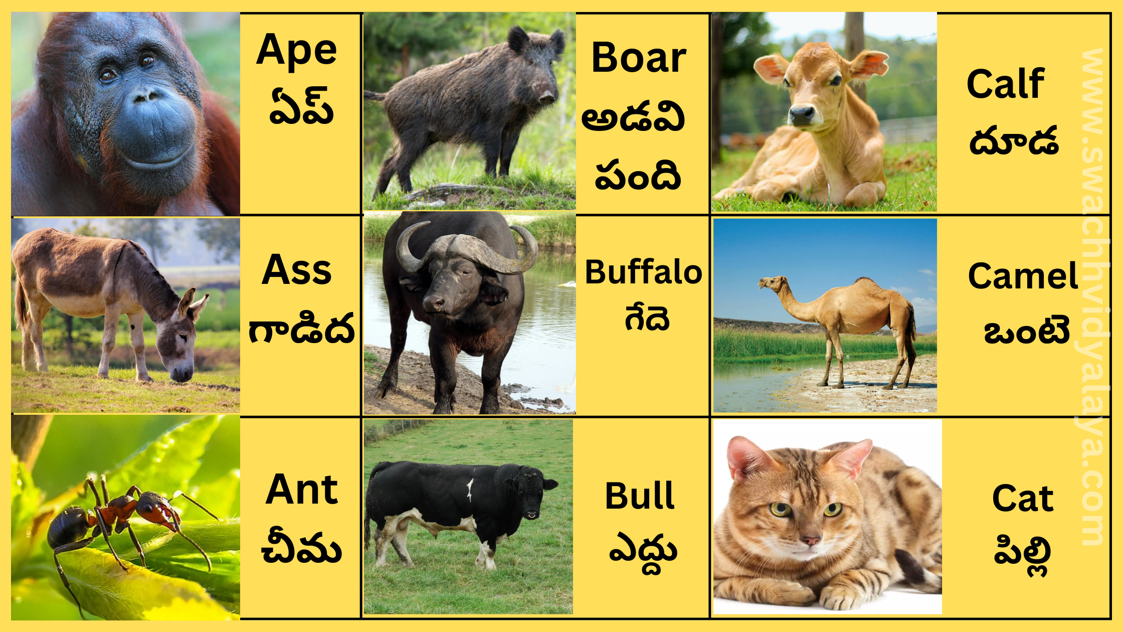 Animals Names