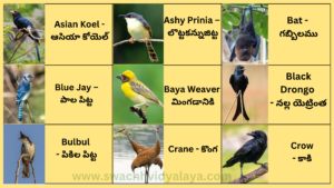 Birds Names in Telugu and English